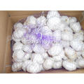 Ail blanc pur 6.0-6.5cm